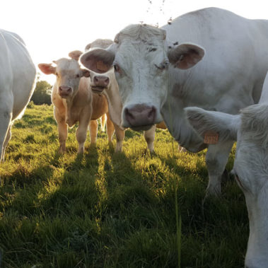 AG3C au plus proche du monde rural