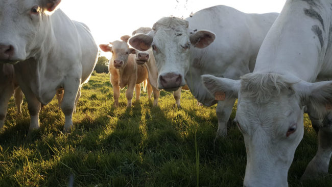 AG3C au plus proche du monde rural